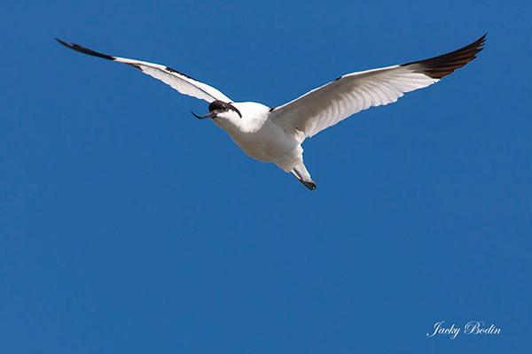 L'avocette élégante en vol L'avocette réagit comme tous les autres limicoles en survolant tous les visiteurs franchissant la zone de nidification.